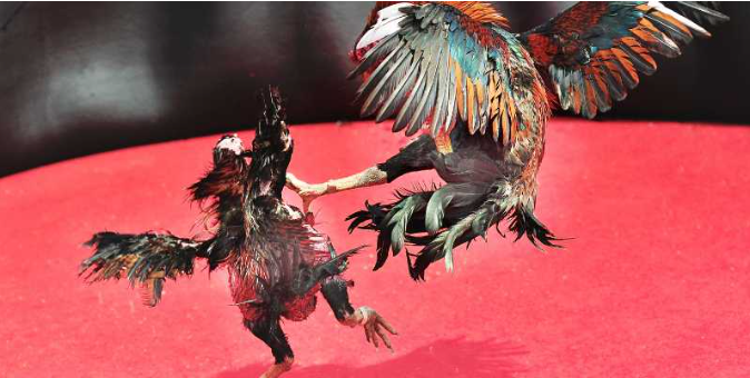 Fighting Chickens