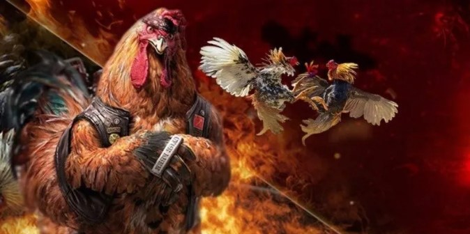 Discover the Secrets to Taking Care of Super Fighting Chickens