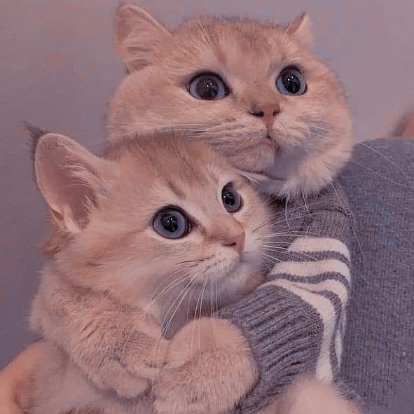 Cat DP for WhatsApp for WhatsApp: 18 Adorable DP Ideas