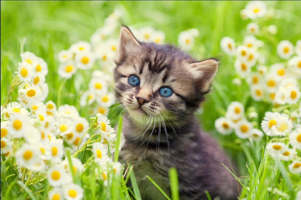 Cute Cat With Flowers dp