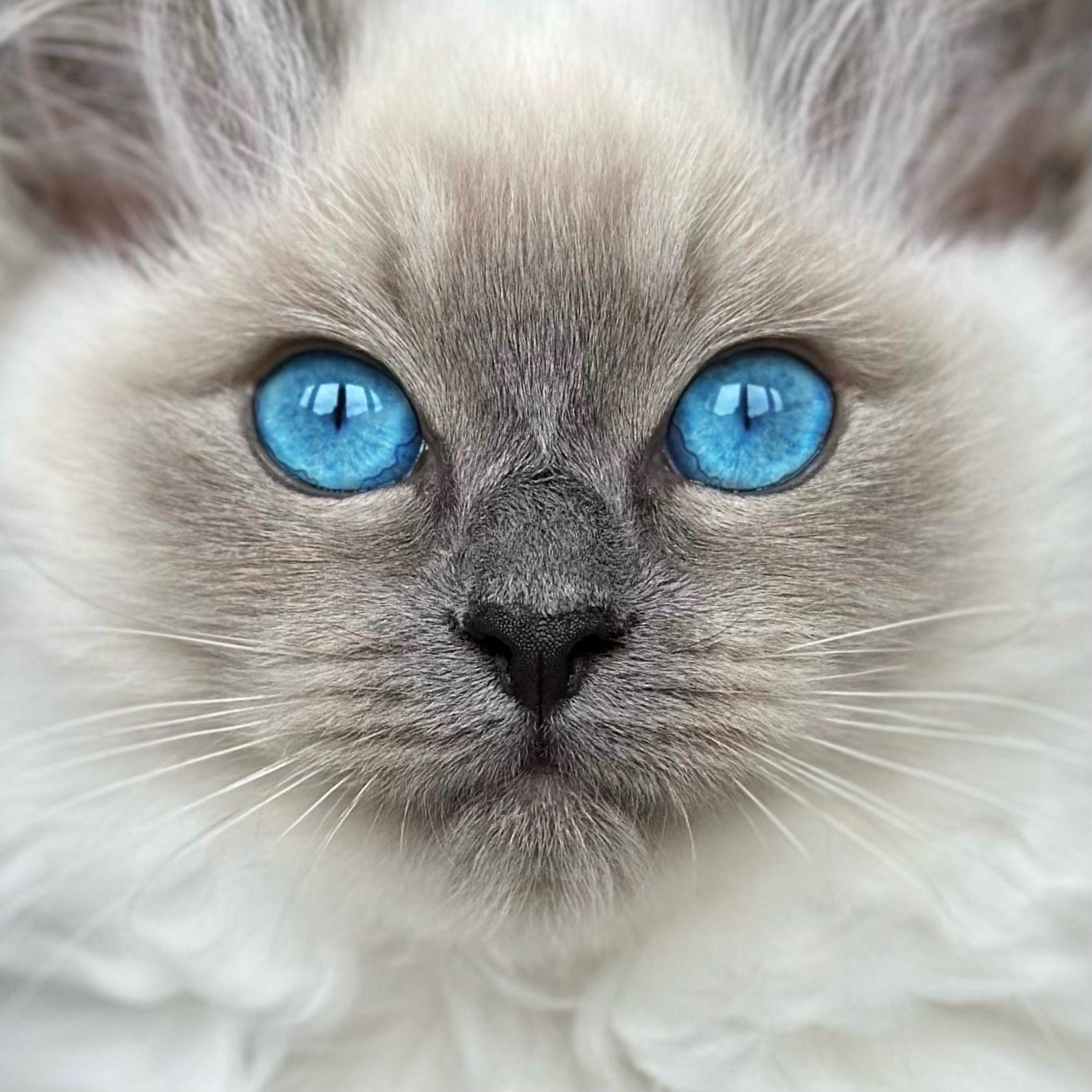 Blue-eyed kitten profile photo