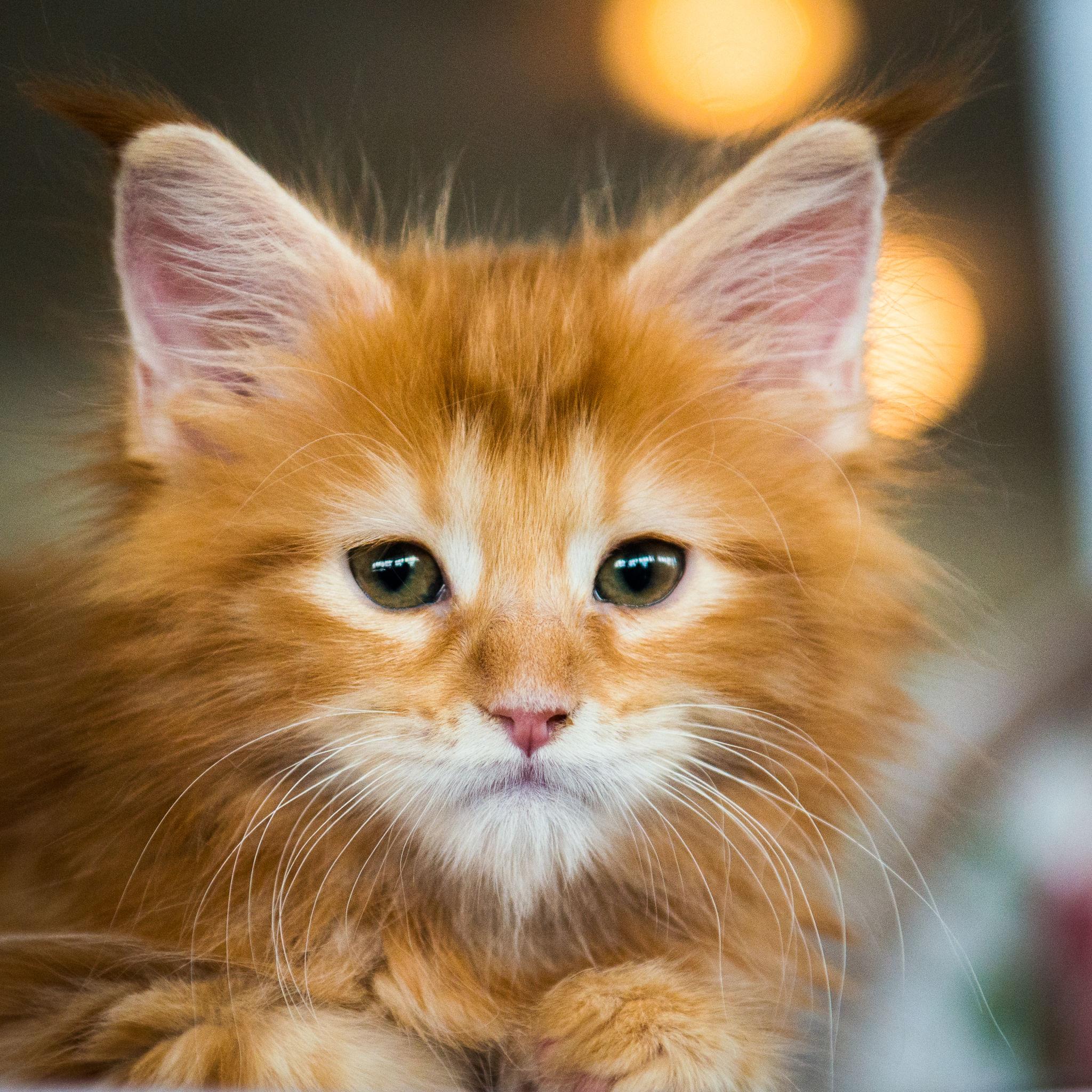 Cute ginger kitten DP for WhatsApp
