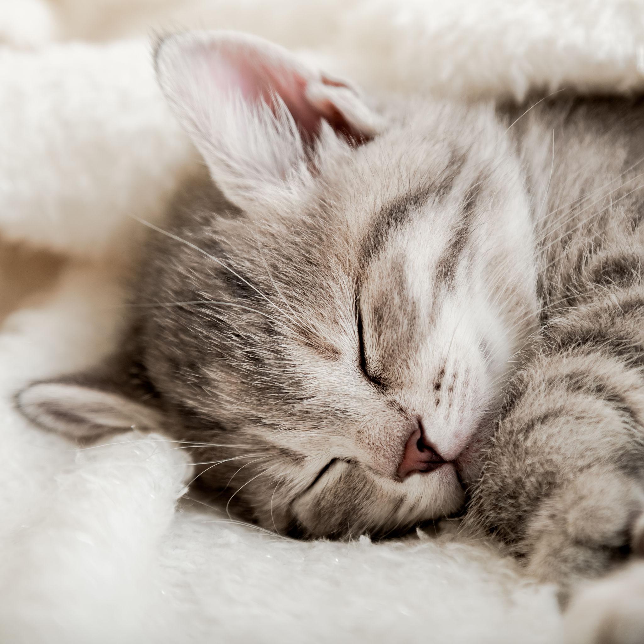 Sleeping kitten profile picture